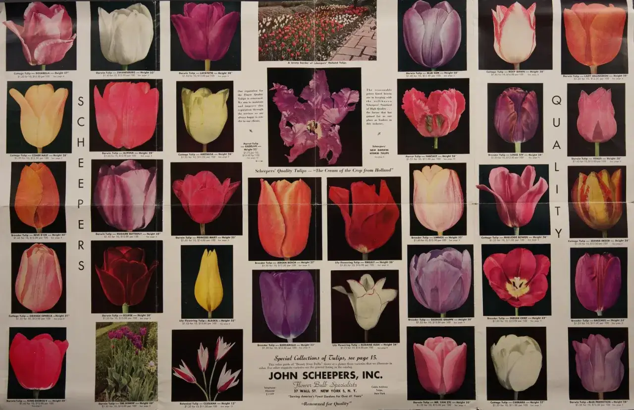 Wiele odmian tulipanów, w tym czerwony, żółty i fioletowy tulipan kwiat, prezentowane na stronie katalogowej.