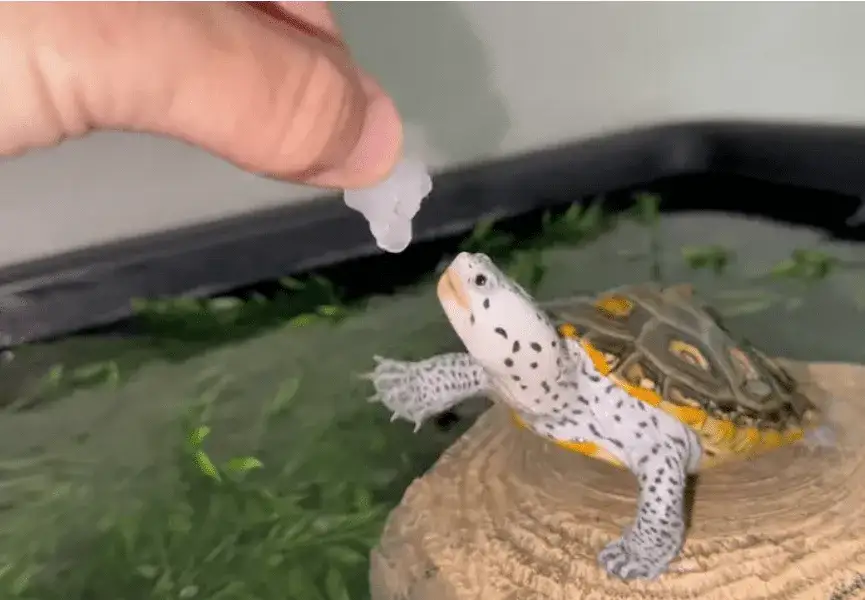 żółw wodno-lądowy jedzący rybki