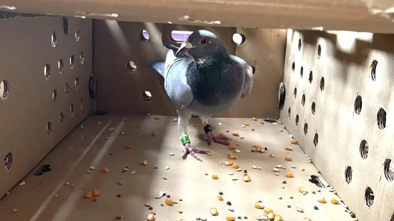 Młody gołąb w wolierze przygotowanie do wypuszczenia