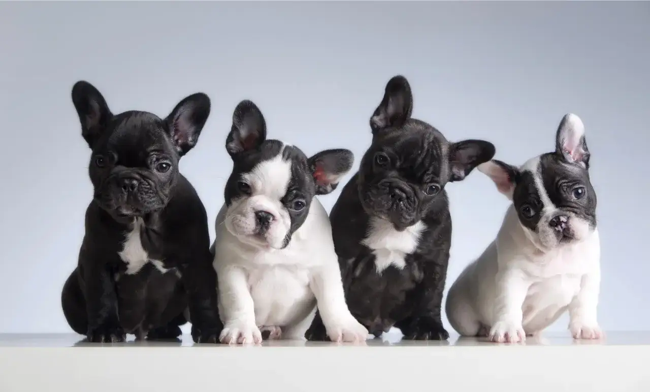 buldog francuski mops shih-tzu