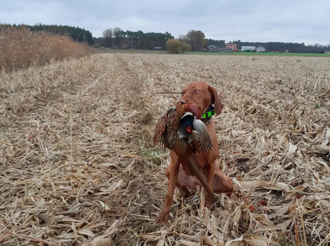 Pies z bażantem w pysku na polu. Czy myśliwy może sam polować? Ten pies udowadnia, że tak!