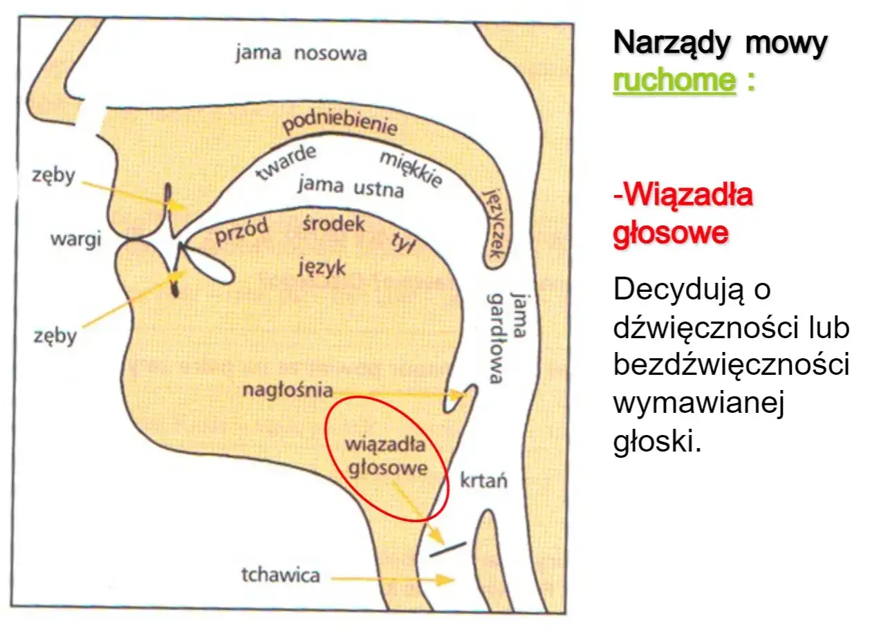 Schemat narząd&oacute;w mowy, pokazujący jamę nosową, ustną, gardłową, język, podniebienie, nagłośnię i krtań. Wiązadła głosowe decydują o dźwięczności głoski.