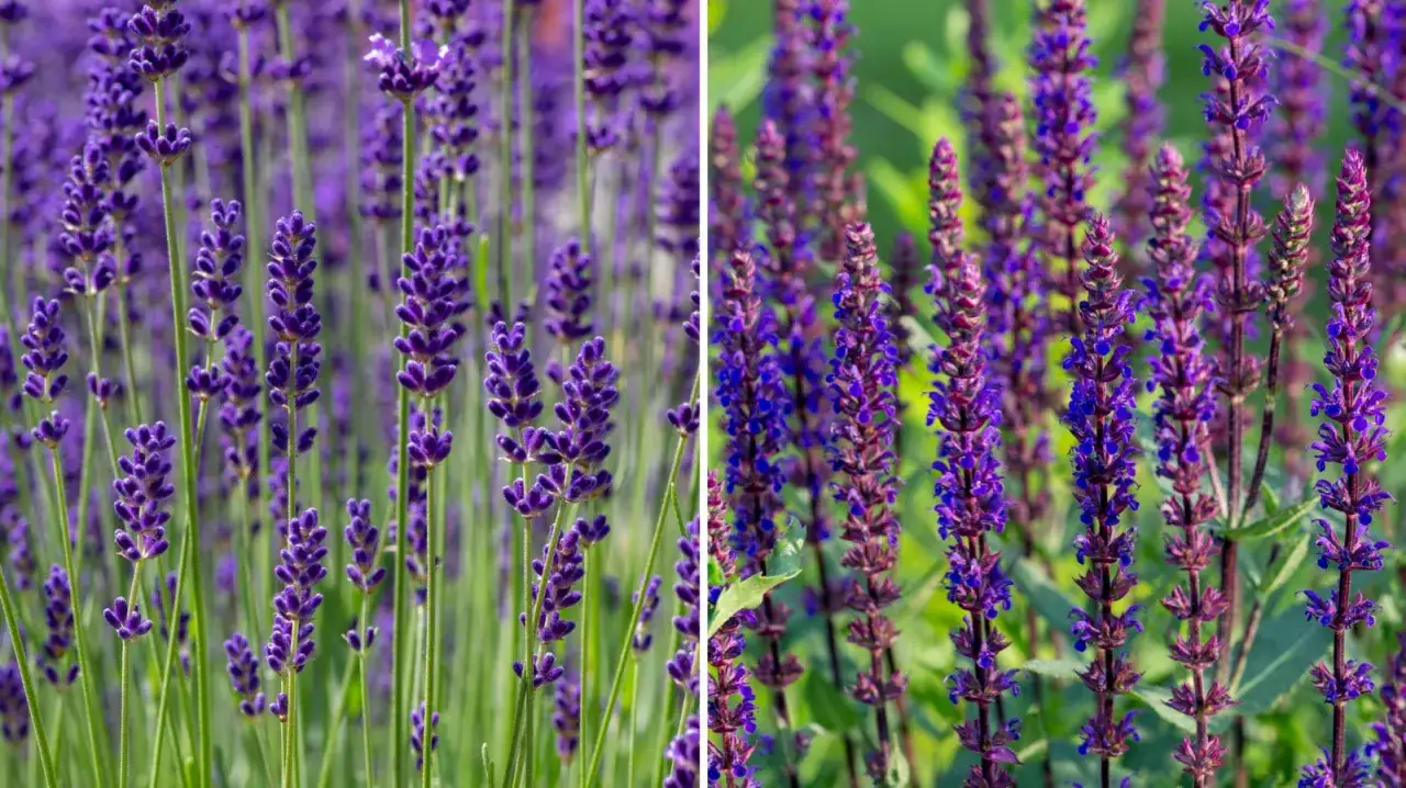 Dwa fioletowe pola kwiatów: po lewej delikatna lawenda, po prawej gęsta szałwia omszona.