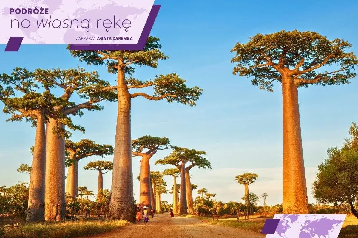Aleja Baobab&oacute;w na Madagaskarze &ndash; jedne z najpiękniejszych atrakcji wyspy. Spacer po tej drodze to niezapomniane przeżycie.
