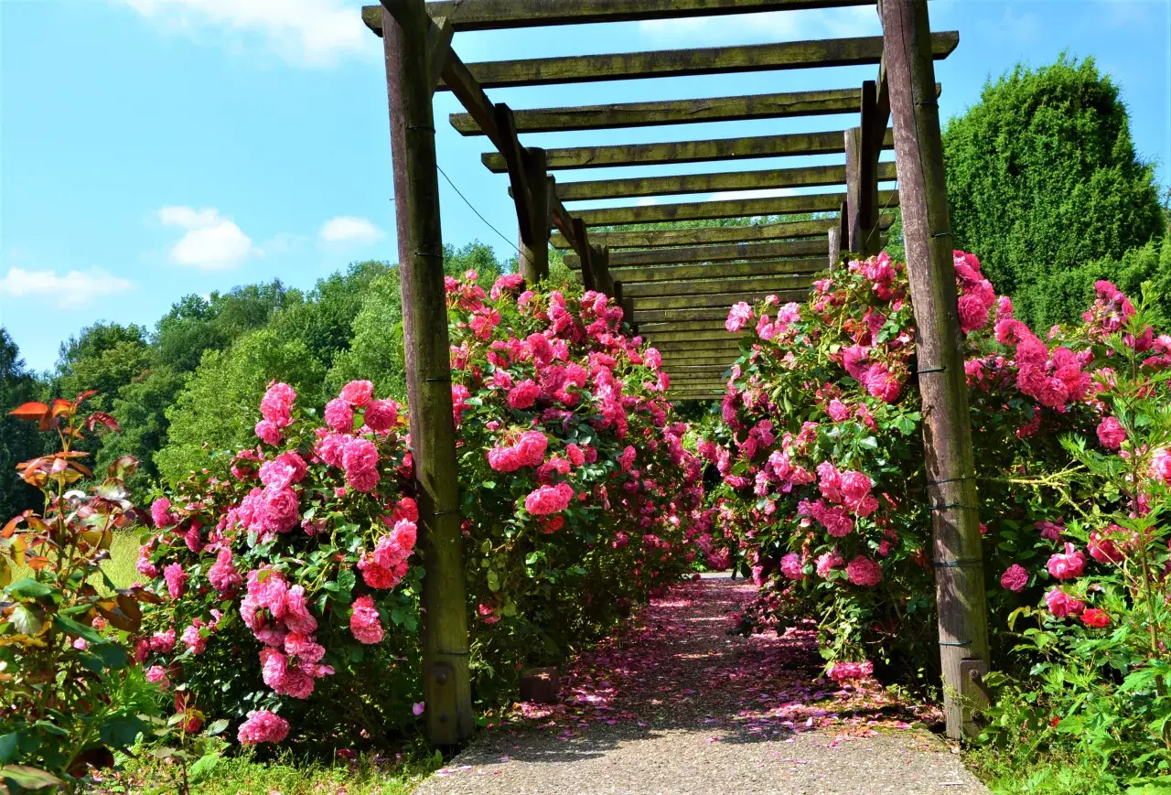Rosarium Park Śląski w pełnym rozkwicie