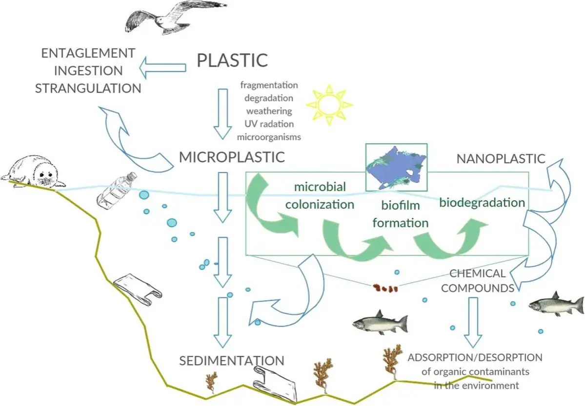 Schemat pokazuje, ile lat rozkłada się plastik w środowisku morskim, od fragmentacji po nanoplastik, wpływając na zwierzęta i tworząc związki chemiczne.
