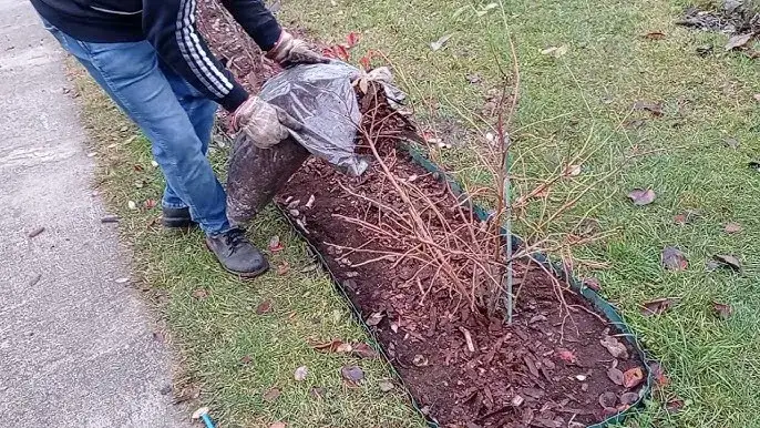 ści&oacute;łkowanie bor&oacute;wki amerykańskiej korą sosnową