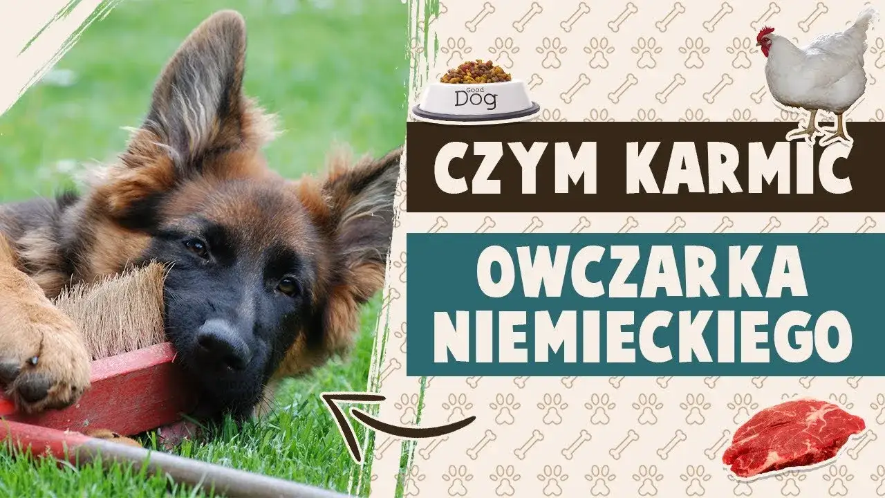 wyprawka dla szczeniaka owczarka niemieckiego