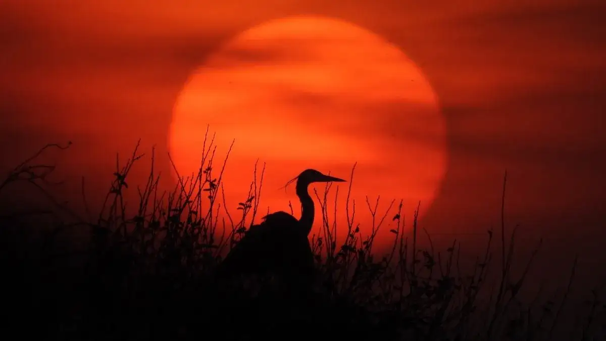Stawy Milickie krajobraz ptaki zach&oacute;d słońca