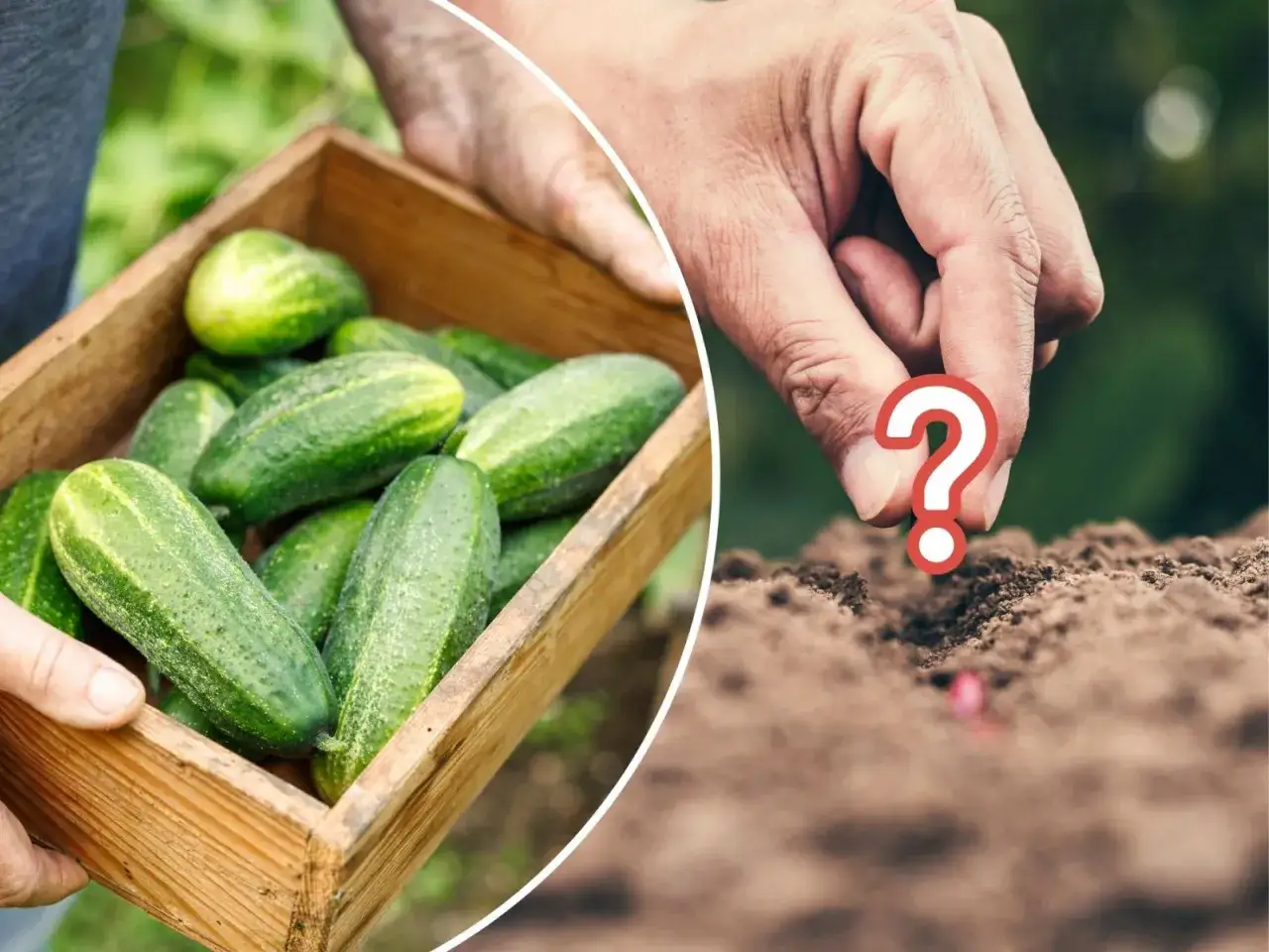 Pytanie: czy mozna sadzic ogorki po ziemniakach? Ręka sieje nasiona, obok skrzynka świeżych ogórków.