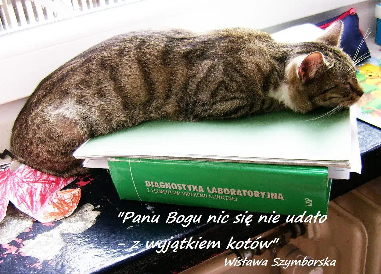 mikroskopijne alergeny kota Fel d 1