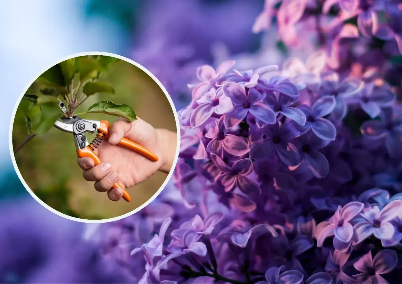 Dłoń z sekatorami przycina gałązkę, w tle kwitnie bez fioletowy, tworząc magiczny obraz wiosny.