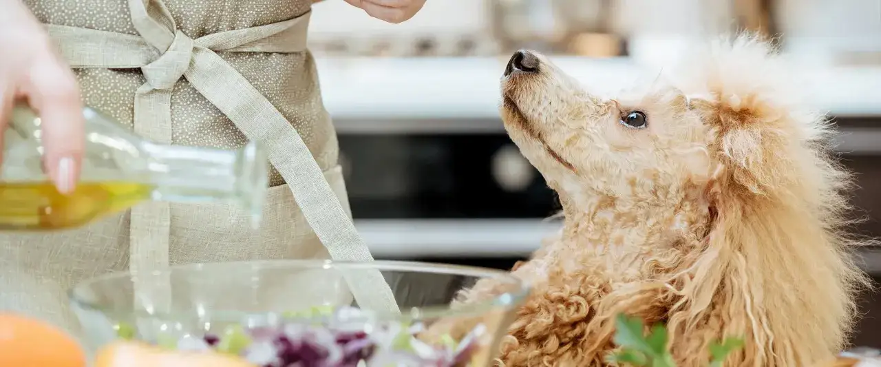 Pudel z zaciekawieniem patrzy, jak gospodyni dodaje olej do sałatki. Czy pies może jeść olej rzepakowy?
