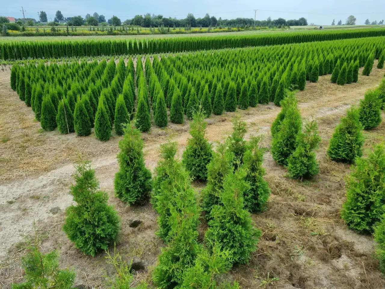 Charakterystyka tui Smaragd