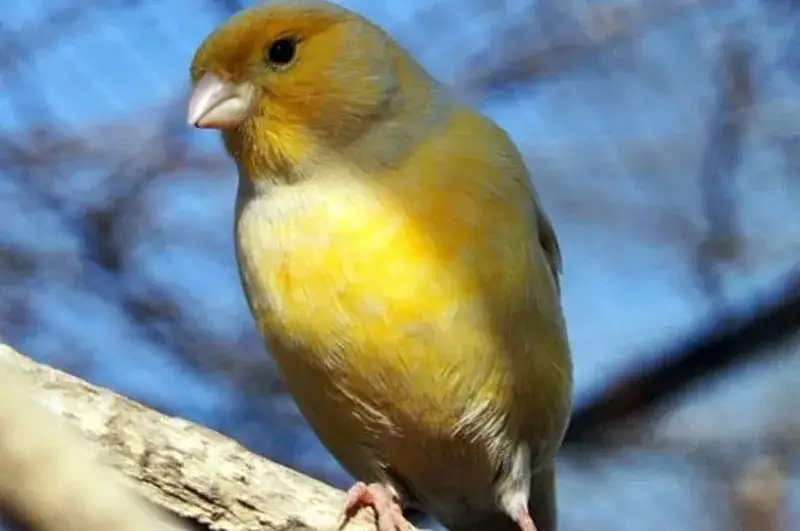 kanarek pierzenie objawy