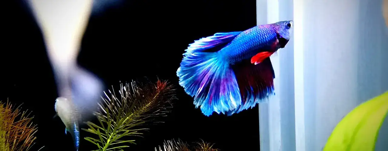 Zdjęcie Ile stopni powinna mieć woda w akwarium dla zdrowych ryb?