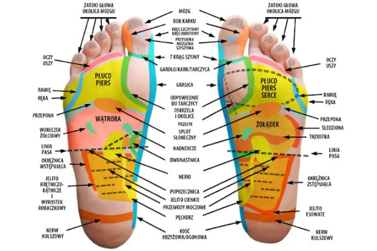 mapa refleksologiczna st&oacute;p, punkty na stopach
