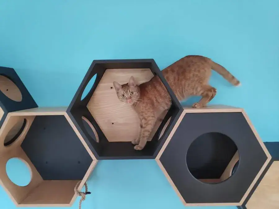 kreatywne p&oacute;łki dla kota heksagony