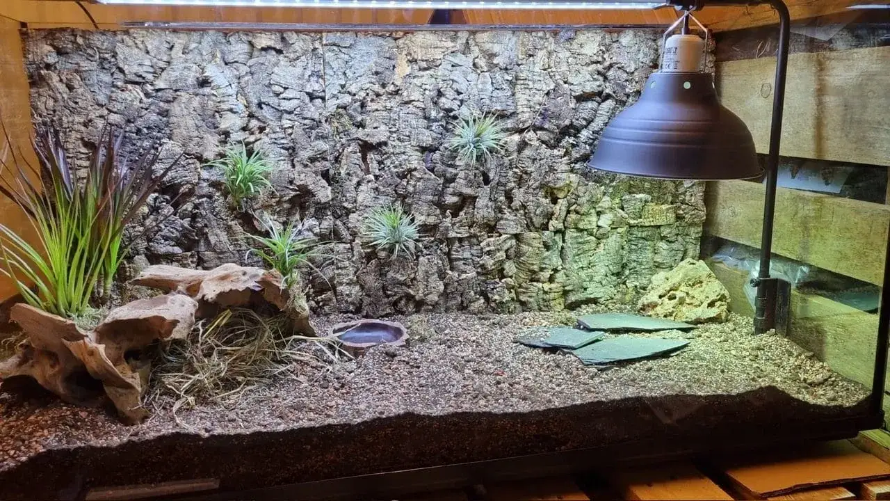 żółw lądowy w terrarium