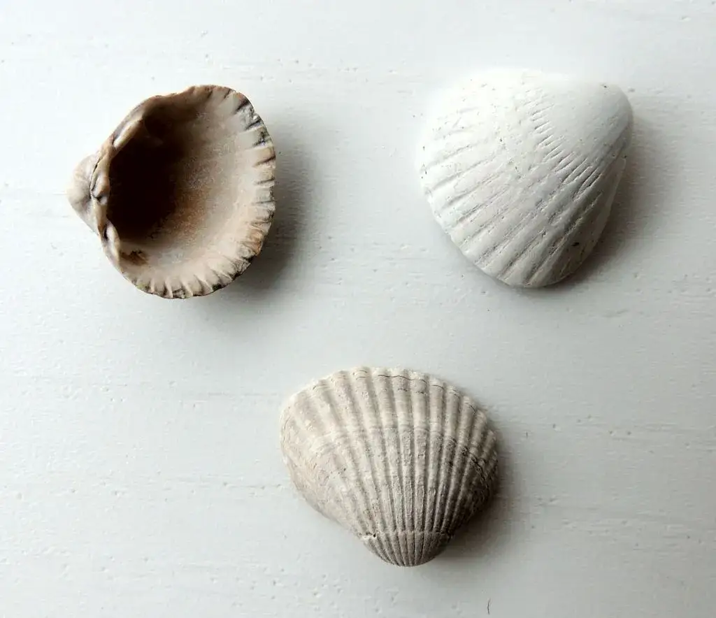 Rodzaje muszli bałtyckich