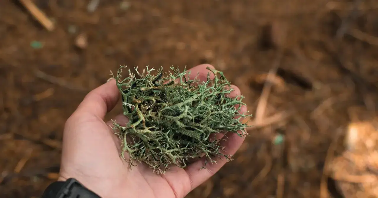 Dłoń trzyma zielony, rozgałęziony porost islandzki, przypominający miniaturowe drzewko.
