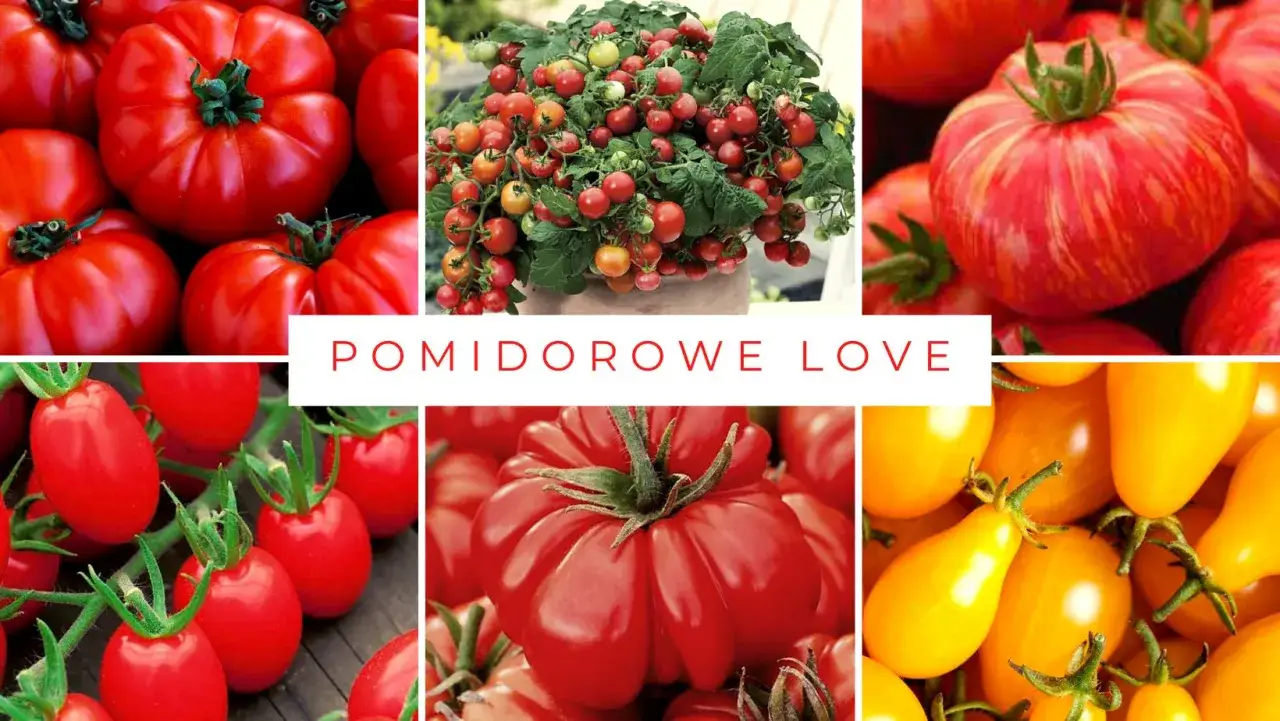 r&oacute;żne odmiany pomidor&oacute;w przycinanie