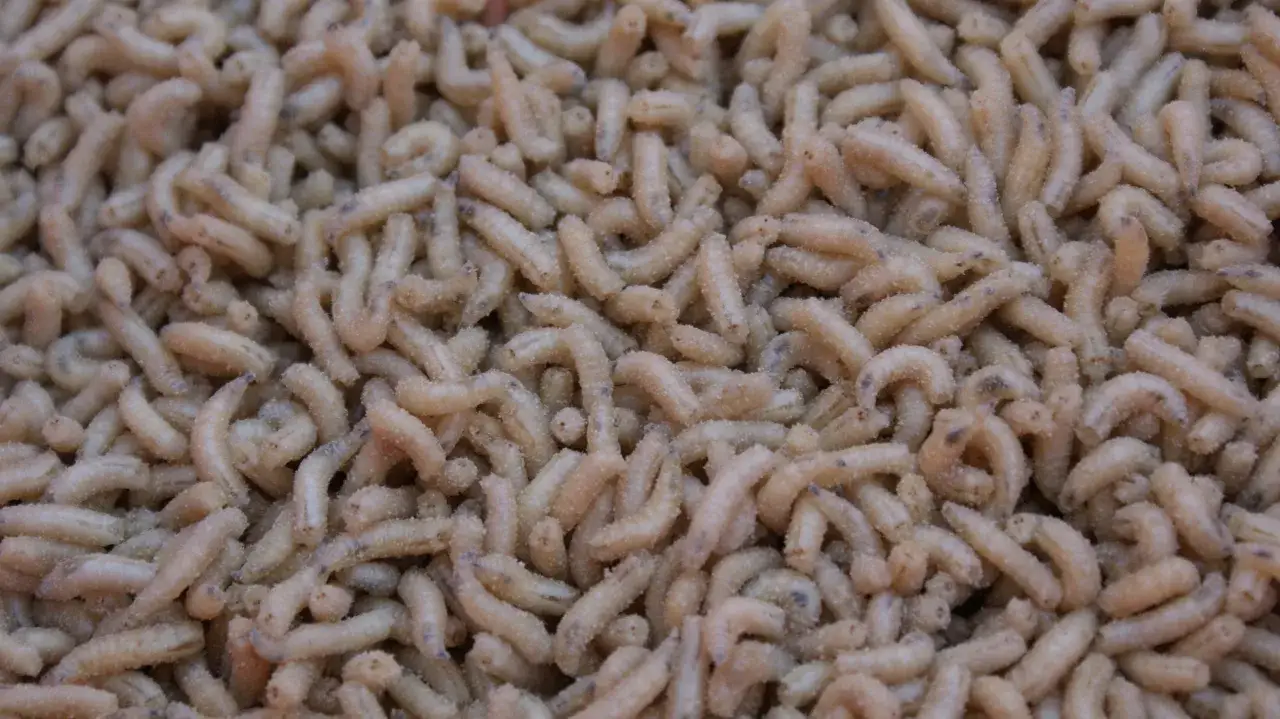 Wędkarz z białymi robakami