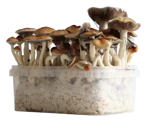 Growkit Psilocybe cubensis