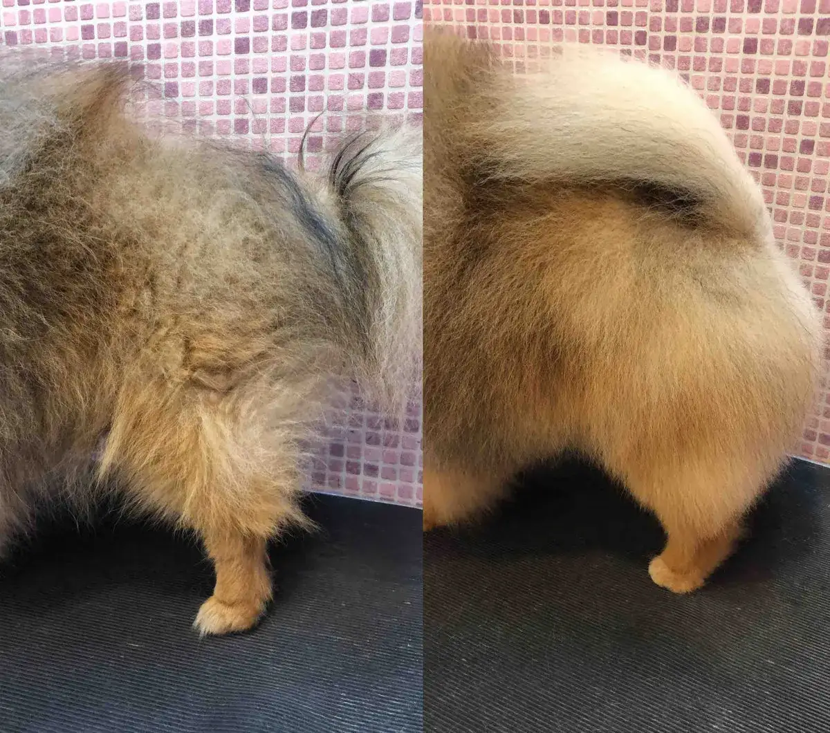 Zdjęcie Czy pomeranian gubi sierść? Odkryj powody i sposoby pielęgnacji