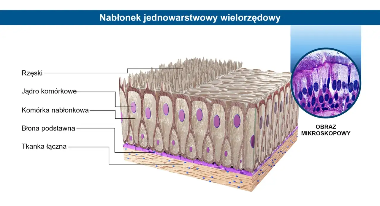 Kształty kom&oacute;rek nabłonkowych płaskie sześcienne walcowate
