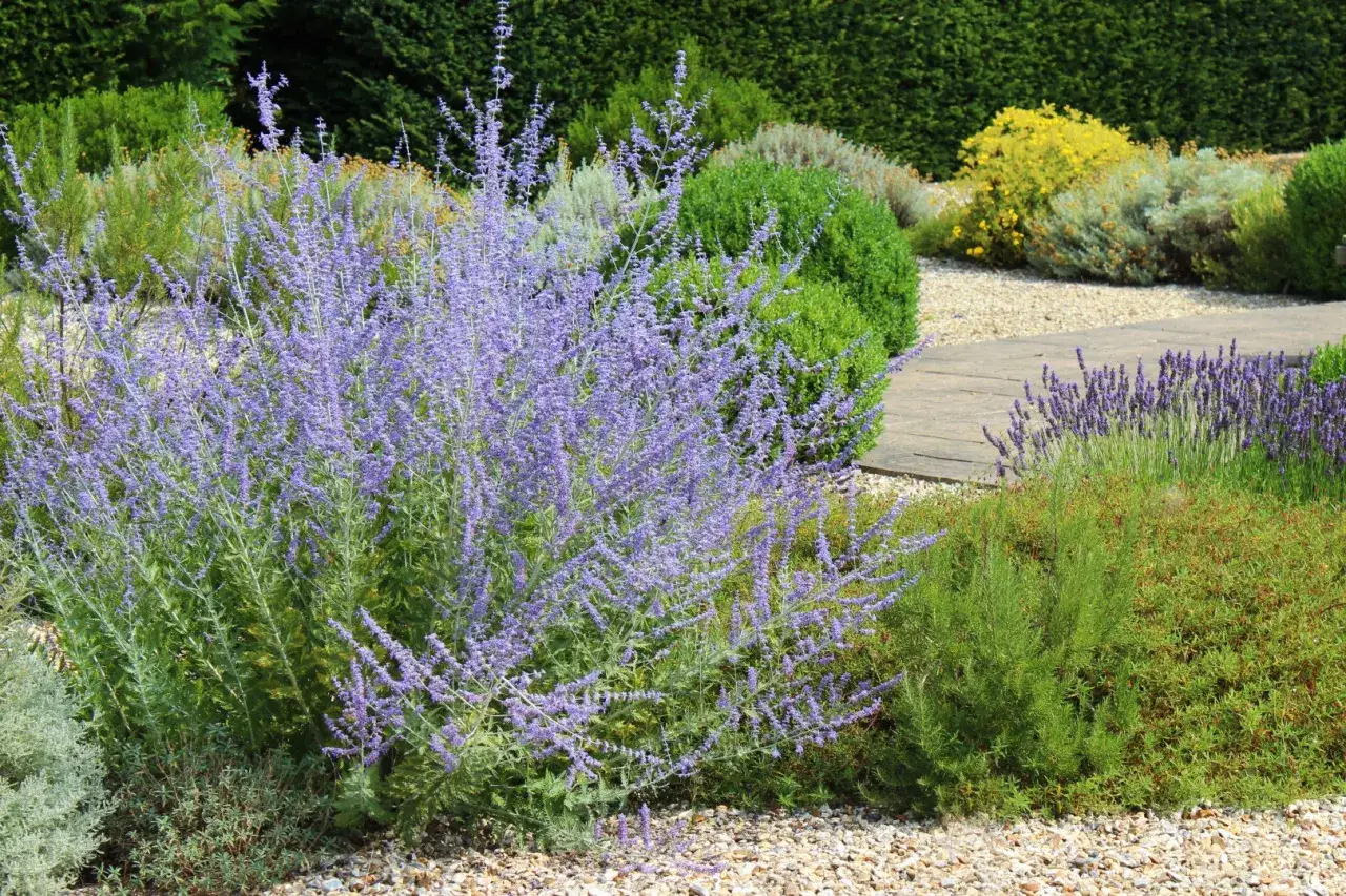 perowskia sadzenie rozstawa