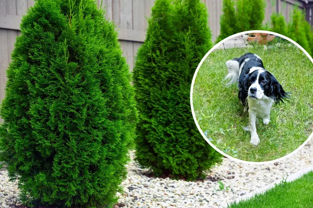 bukszpan w ogrodzie i pies