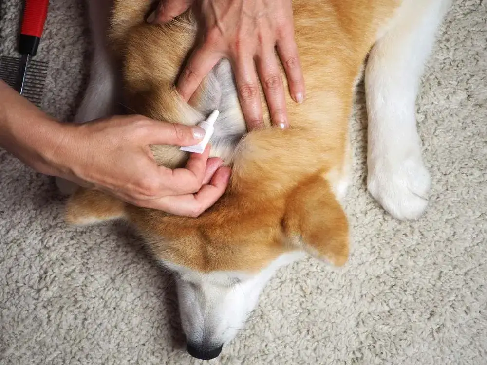 Zdjęcie C&oacute;mo son las pulgas de perro y c&oacute;mo proteger a tu mascota