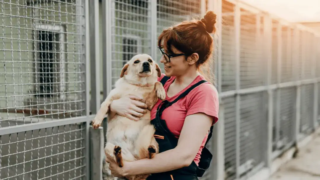 Zdjęcie Praca w schronisku dla zwierząt: Jak zacząć i czego się spodziewać
