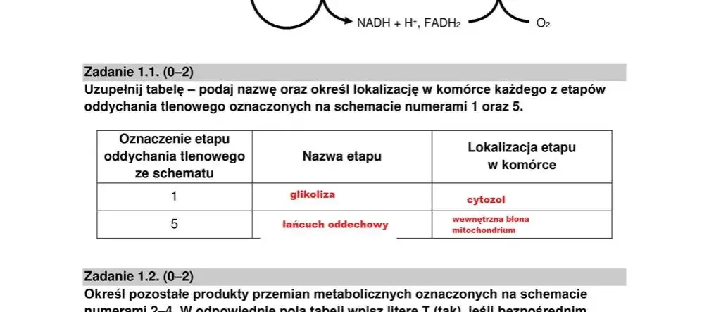 Zdjęcie Co jest najczęściej na maturze z biologii rozszerzonej? Sprawdź kluczowe tematy