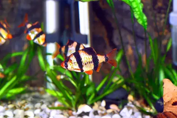 Zdjęcie Czy rybki potrzebują światła? Sprawdź, jak wpływa na ich zdrowie