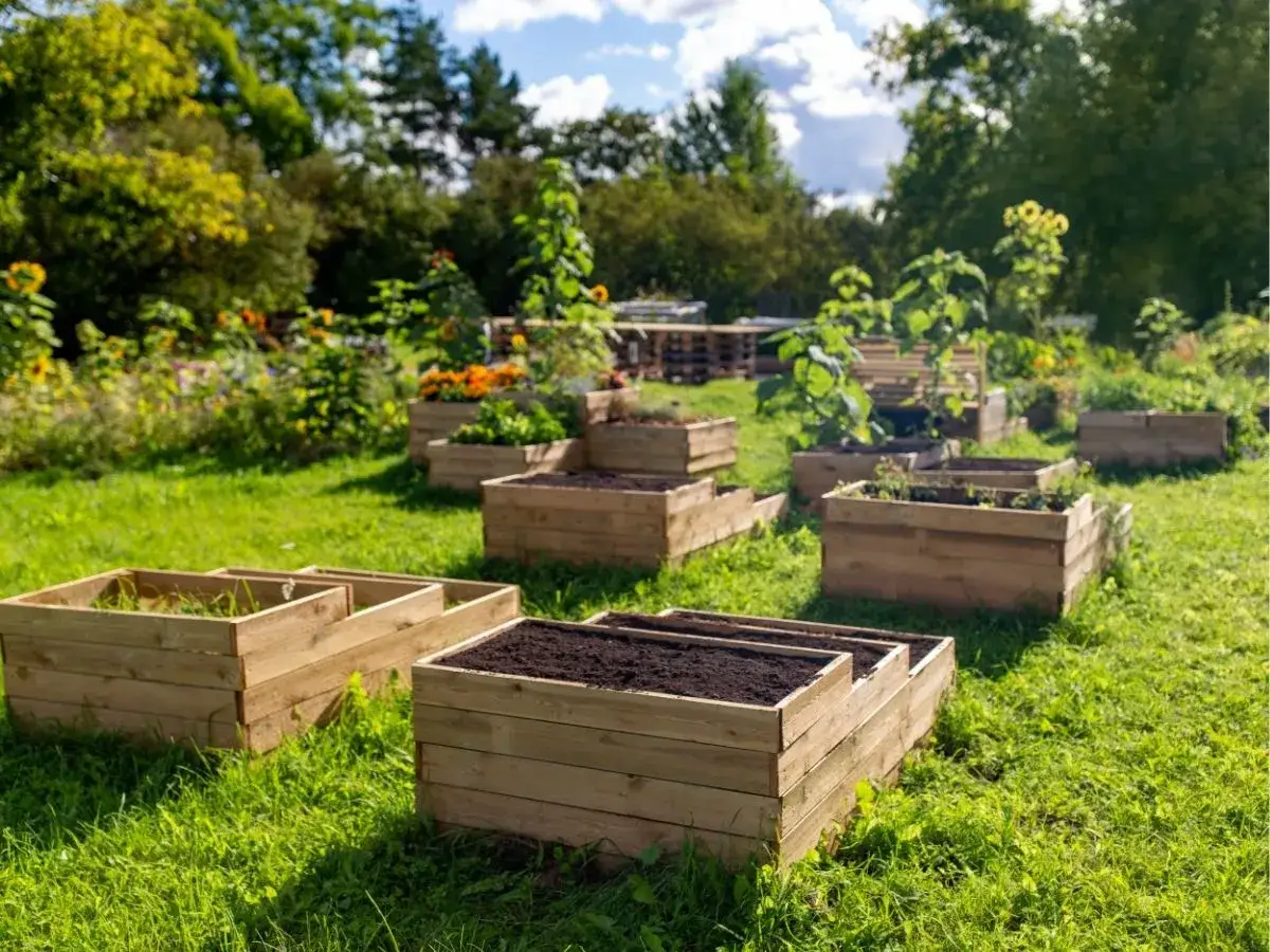 Zdjęcie Uprawa truskawek krok po kroku: Poradnik dla początkujących