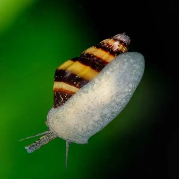 Zdjęcie Czy ślimak helenka zjada rybki? Odkryj prawdę o jego diecie