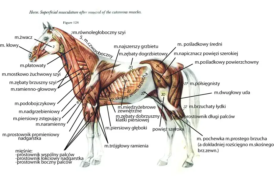 Zdjęcie Poznaj wszystkie części konia - kompletny atlas budowy anatomicznej zwierząt