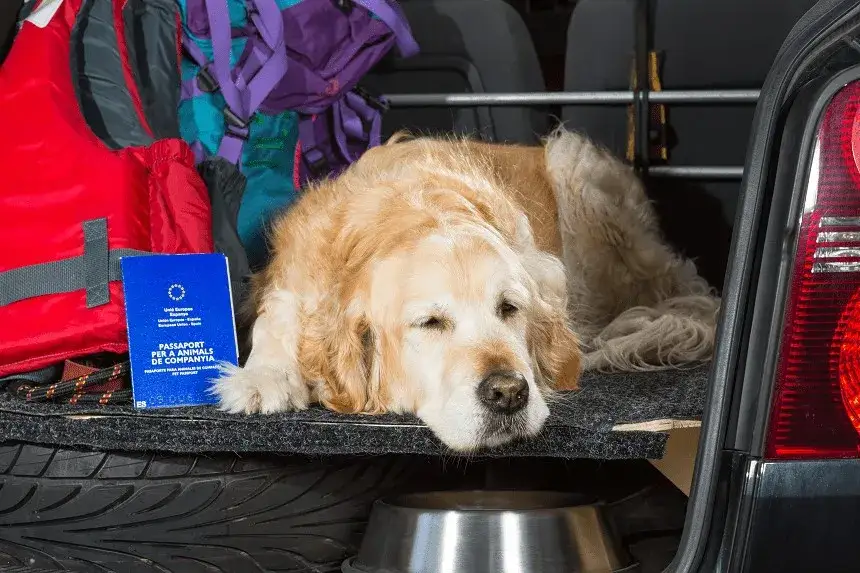 Zdjęcie Ile się czeka na paszport dla psa? Sprawdź, by uniknąć problemów