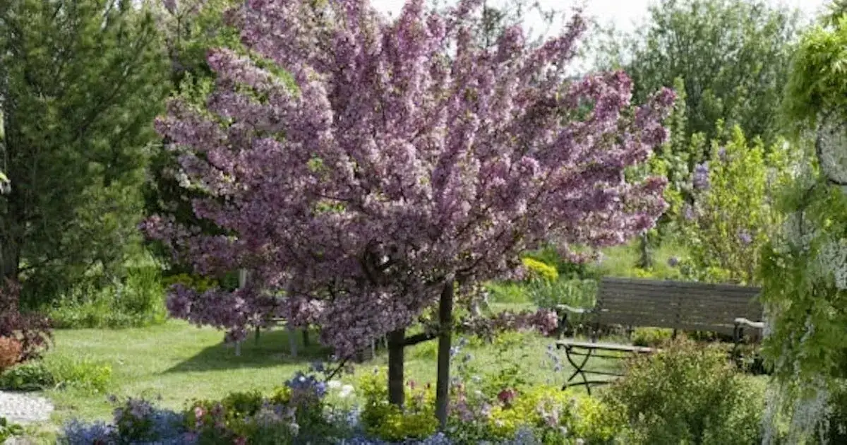 Zdjęcie Jakie drzewa posadzić na działce, aby uniknąć błędów w wyborze?