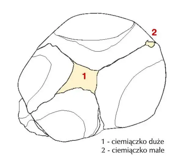 Zdjęcie Kiedy zarasta ciemiączko u szczeniaka? Objawy i ważne informacje