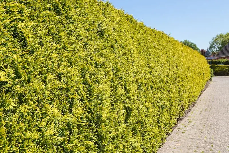 Zdjęcie Jakie tuje na żywopłot forum: najlepsze odmiany i porady ekspertów