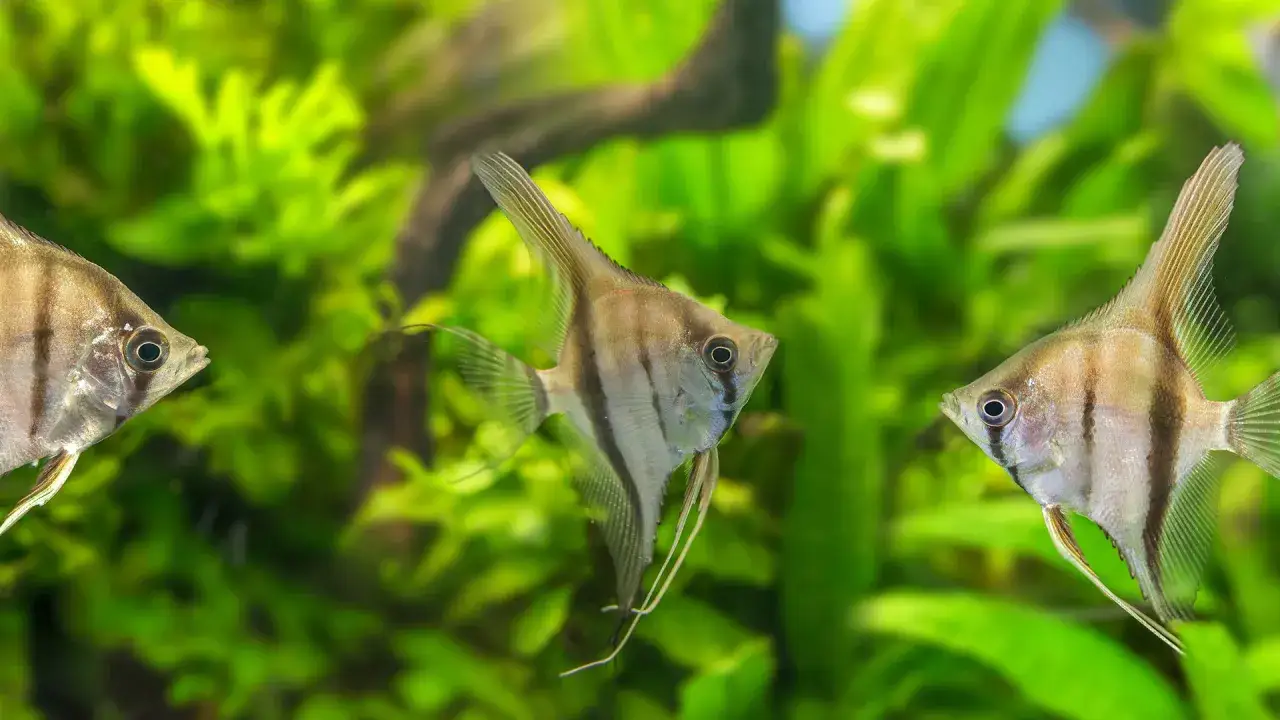 Zdjęcie Jakie ryby mogą być ze skalarami? Sprawdź najlepsze towarzystwa