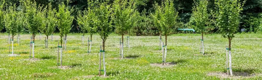 Zdjęcie Jakie drzewo na działkę? Wybierz najlepiej dopasowane gatunki