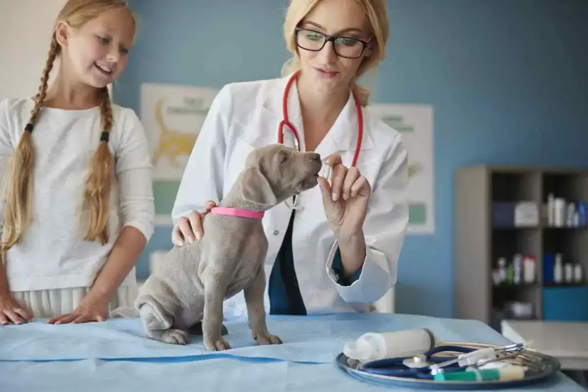 Zdjęcie Ile zarabia weterynarz z własnym gabinetem? Fakty, które zaskakują