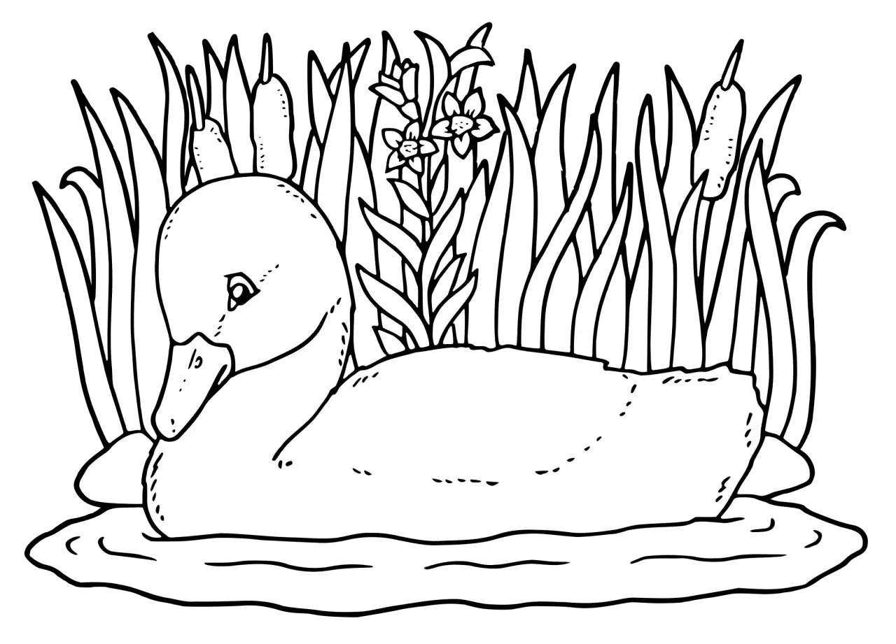 Zdjęcie Test Brzydkie Kaczątko - Sprawdź Naszą Opinię