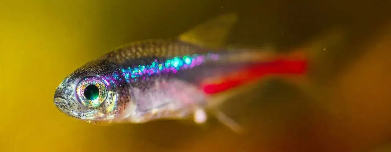 Zdjęcie Co może być przyczyną zdychania rybek w akwarium - uniknij strat