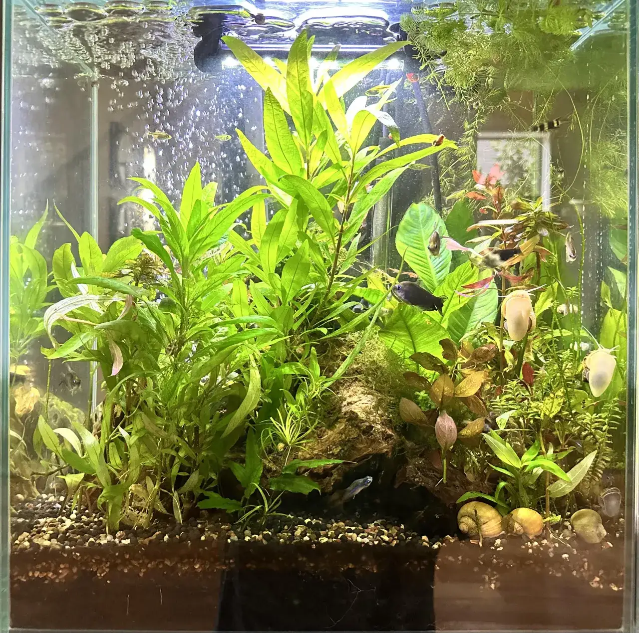 Zdjęcie Co ile wymieniać wodę w akwarium 60l, aby uniknąć problemów zdrowotnych ryb