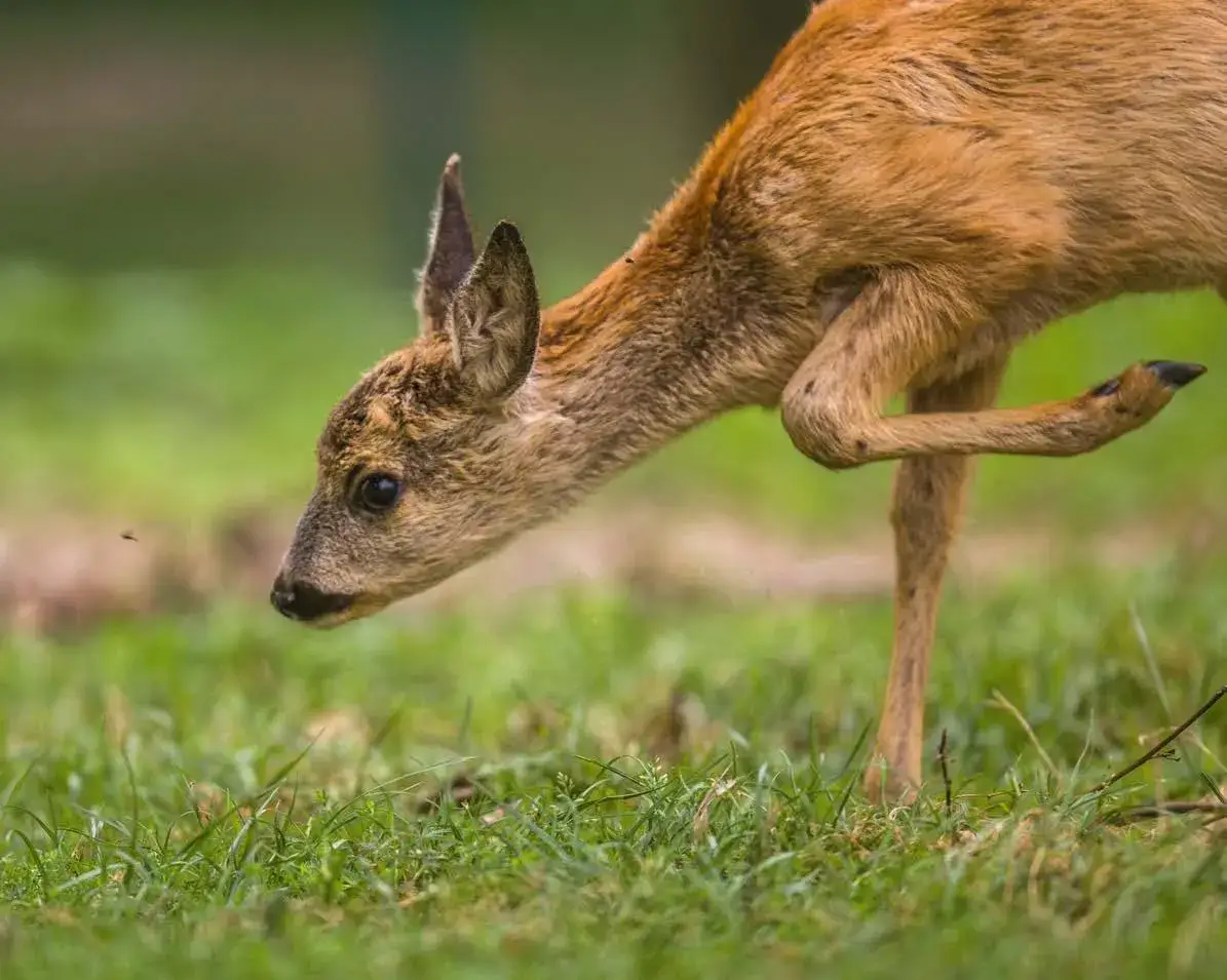 Zdjęcie Leśny malec w krzyżówce: 5 popularnych rozwiązań i wskazówki